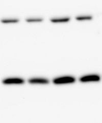 Phly | DNA photolyase (At4g25290) (N-terminal part) in the group Antibodies Plant/Algal  / Environmental Stress / UV radiation at Agrisera AB (Antibodies for research) (AS15 2863)